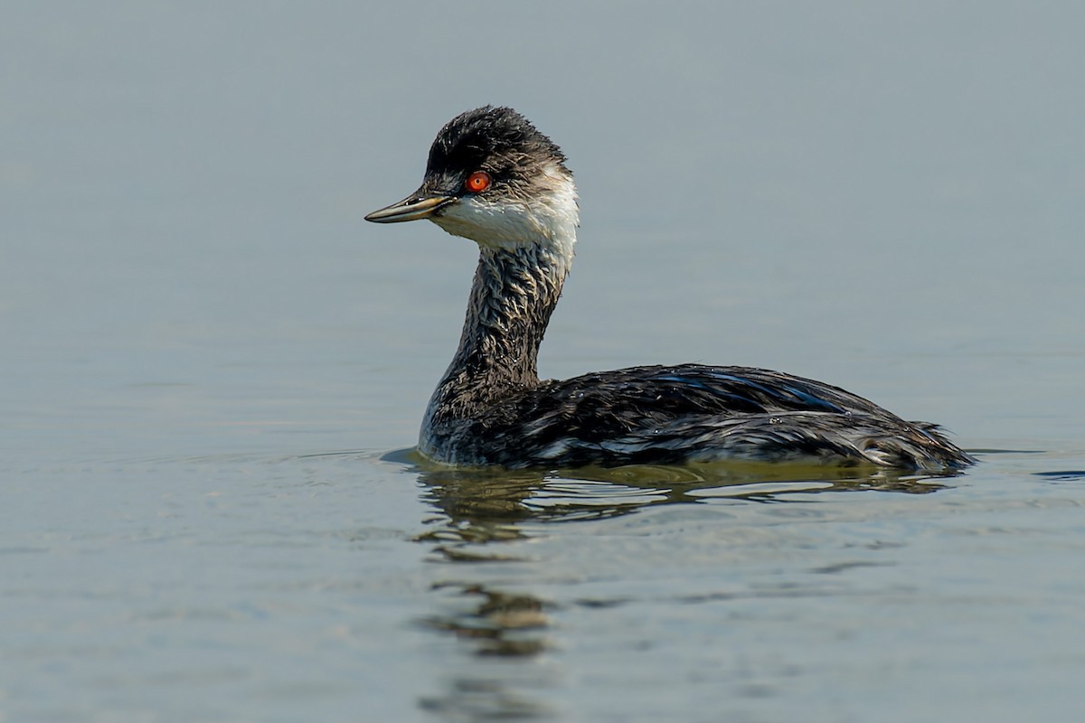 Eared Grebe - ML619800588