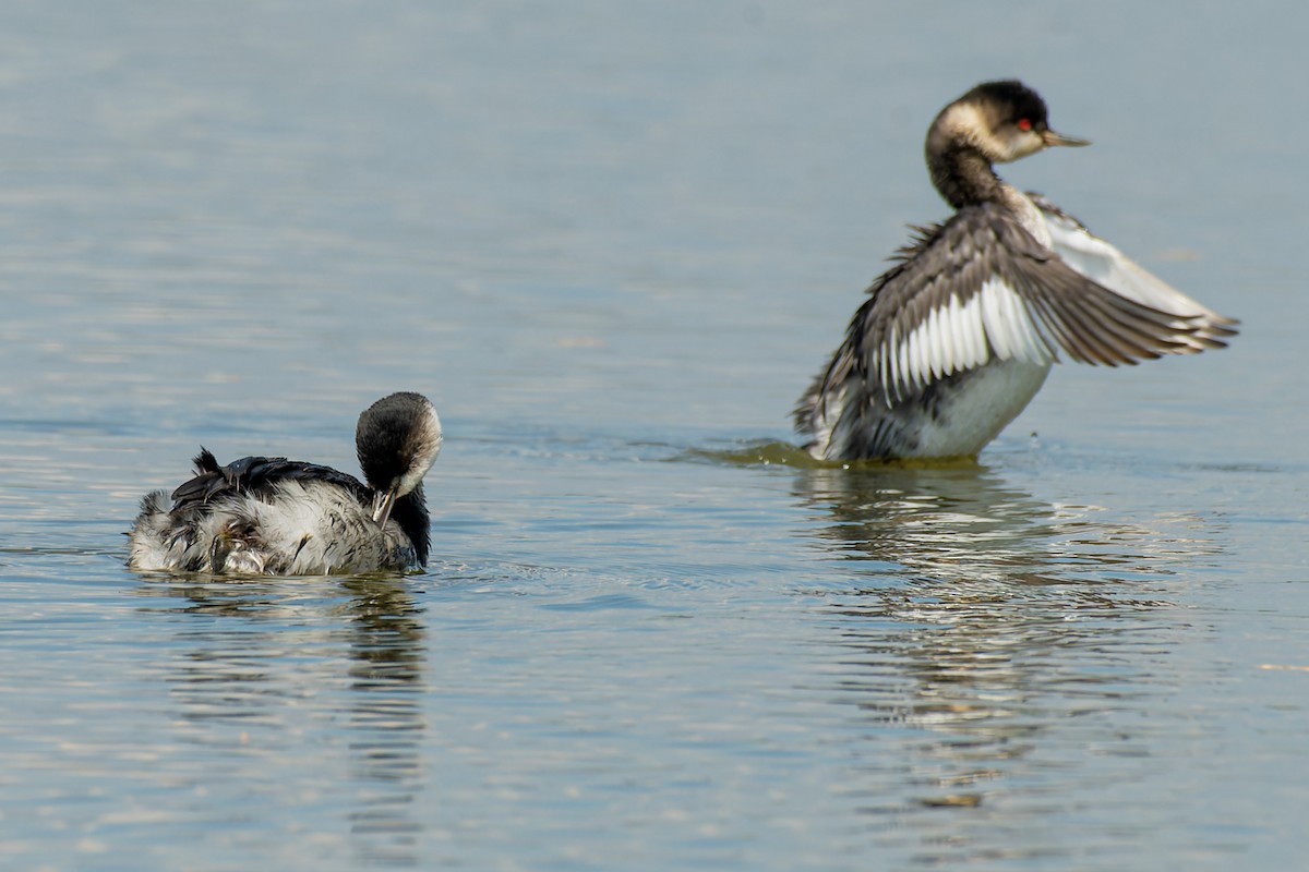 Eared Grebe - ML619800589