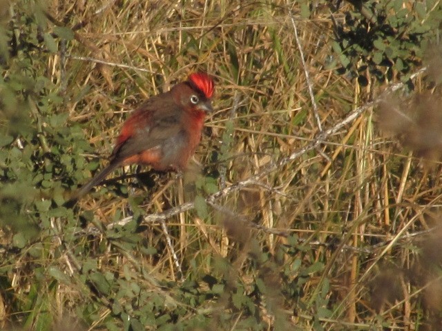 Red-crested Finch - ML619800637