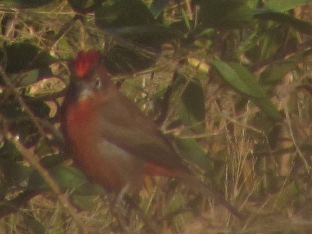 Red-crested Finch - ML619800638