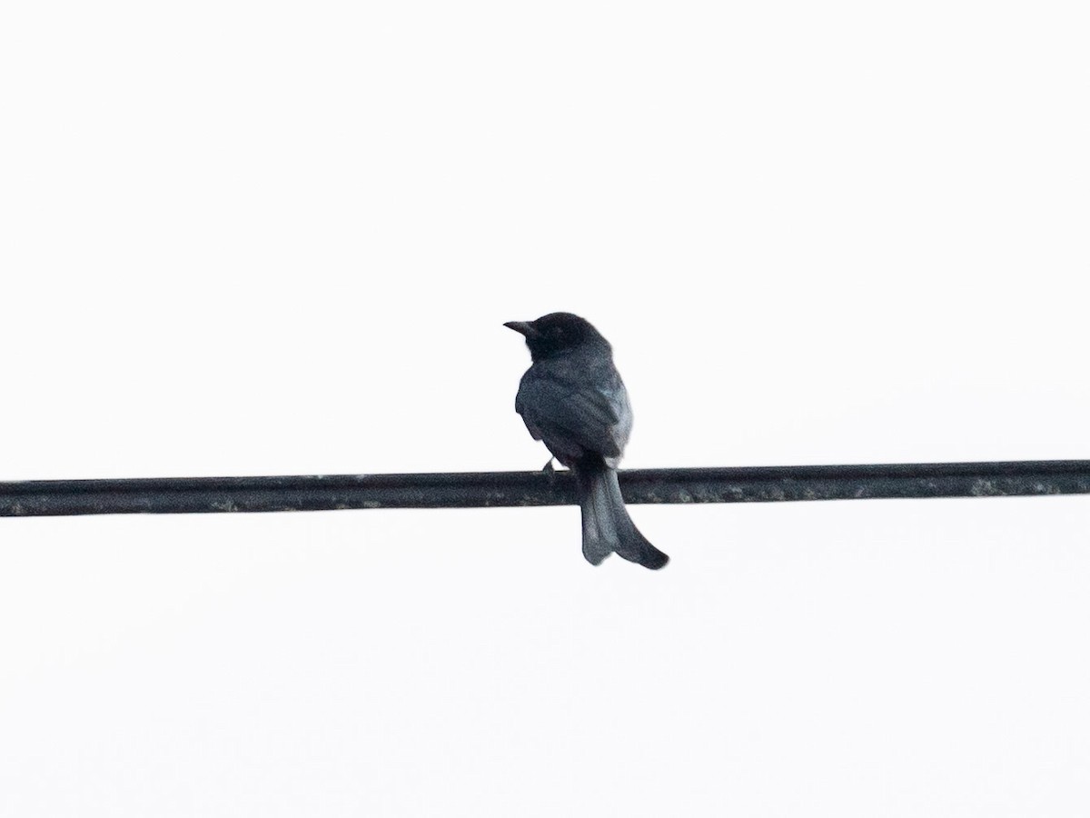 Black Drongo - ML619800646