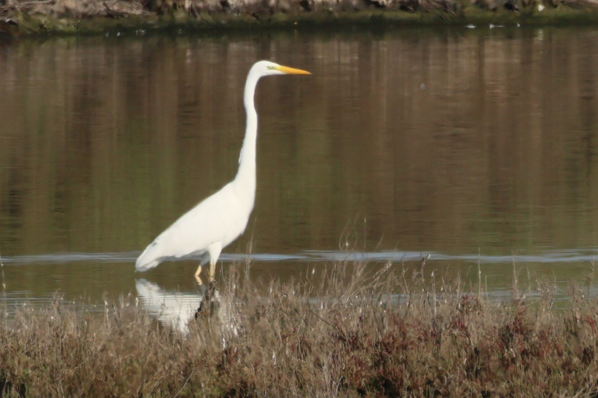 Great Egret - ML619800647