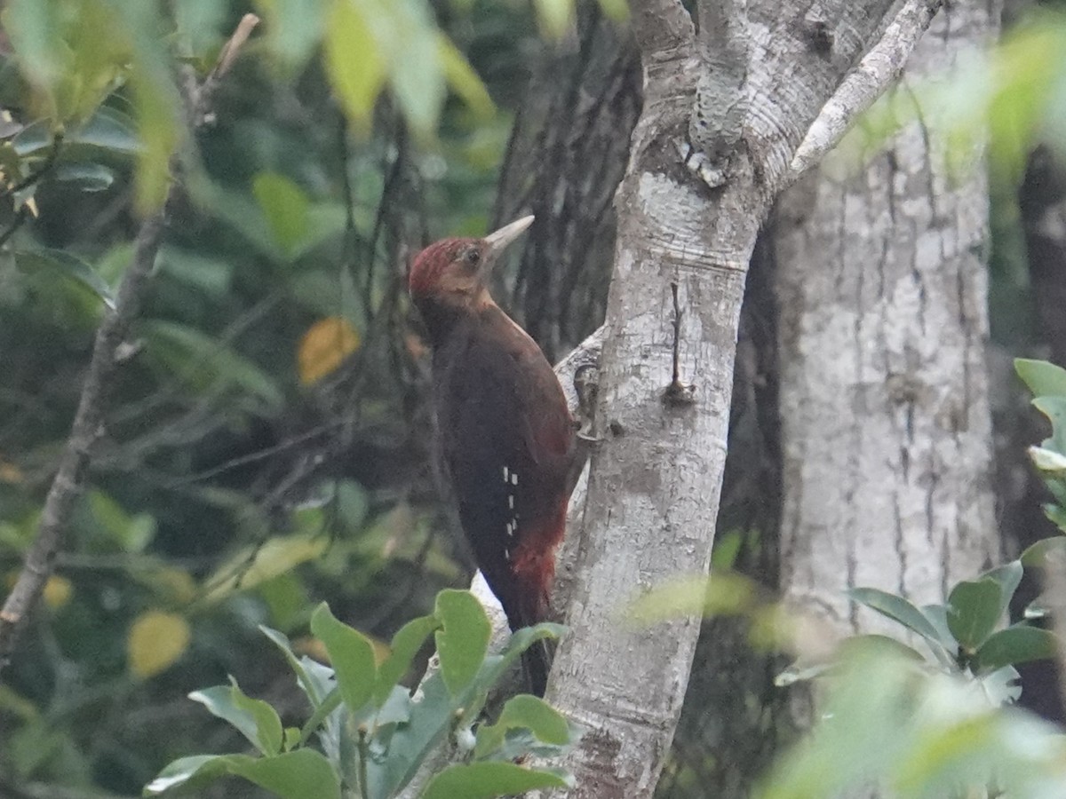 Okinawa Woodpecker - ML619800682