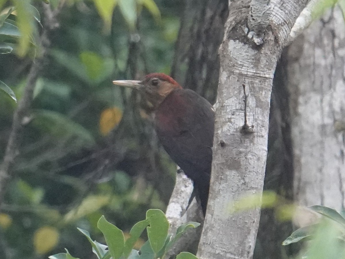 Okinawa Woodpecker - ML619800683