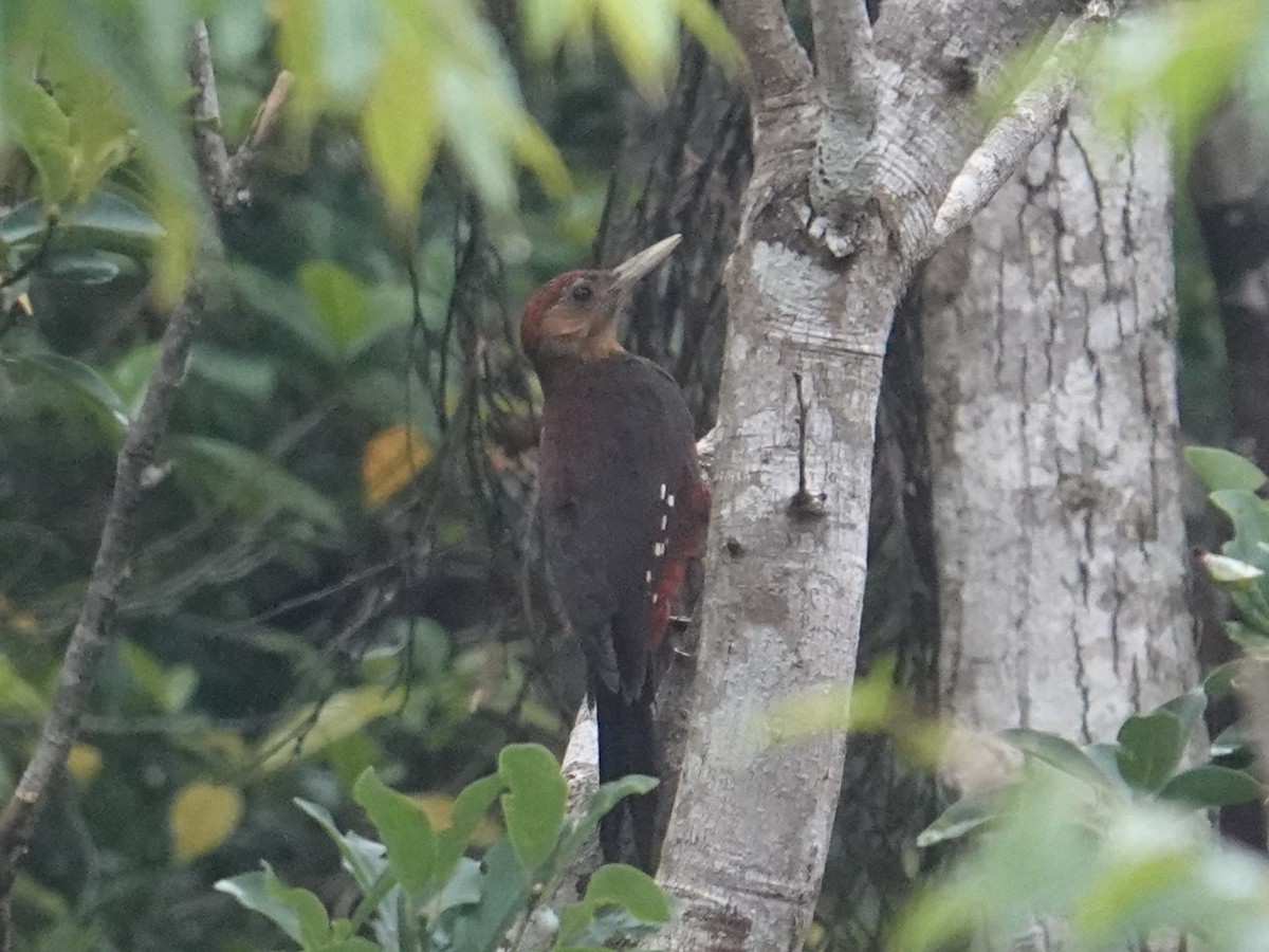 Okinawa Woodpecker - ML619800684