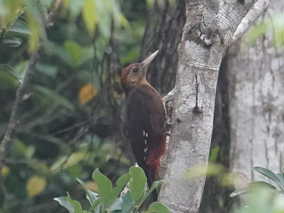 Okinawa Woodpecker - ML619800685