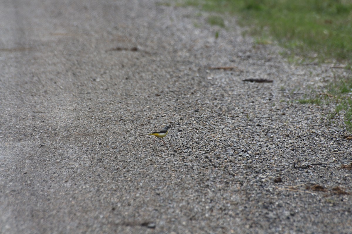 Gray Wagtail - ML619800711