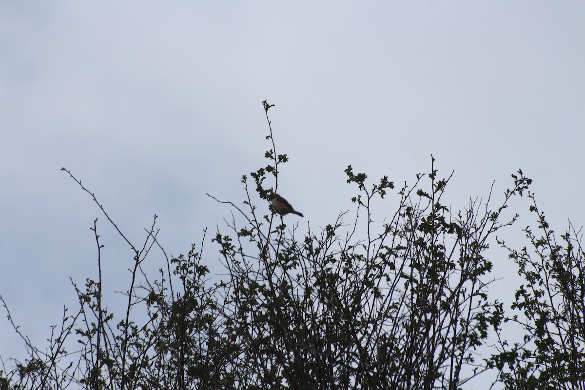 Red-backed Shrike - ML619800726