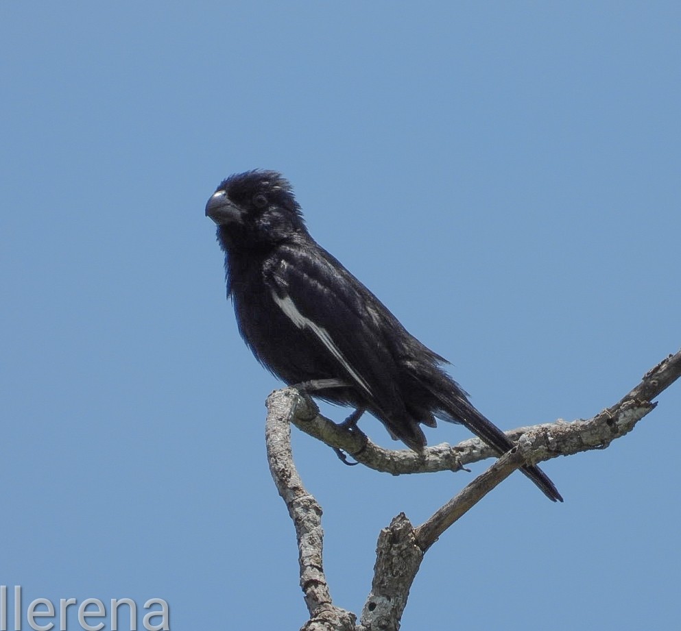 Cuban Bullfinch - ML619800729