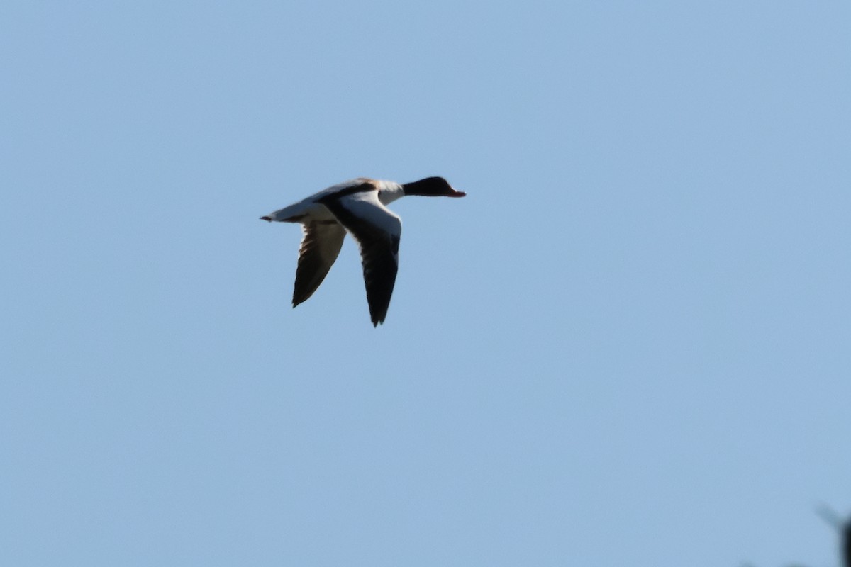 Common Shelduck - ML619800733