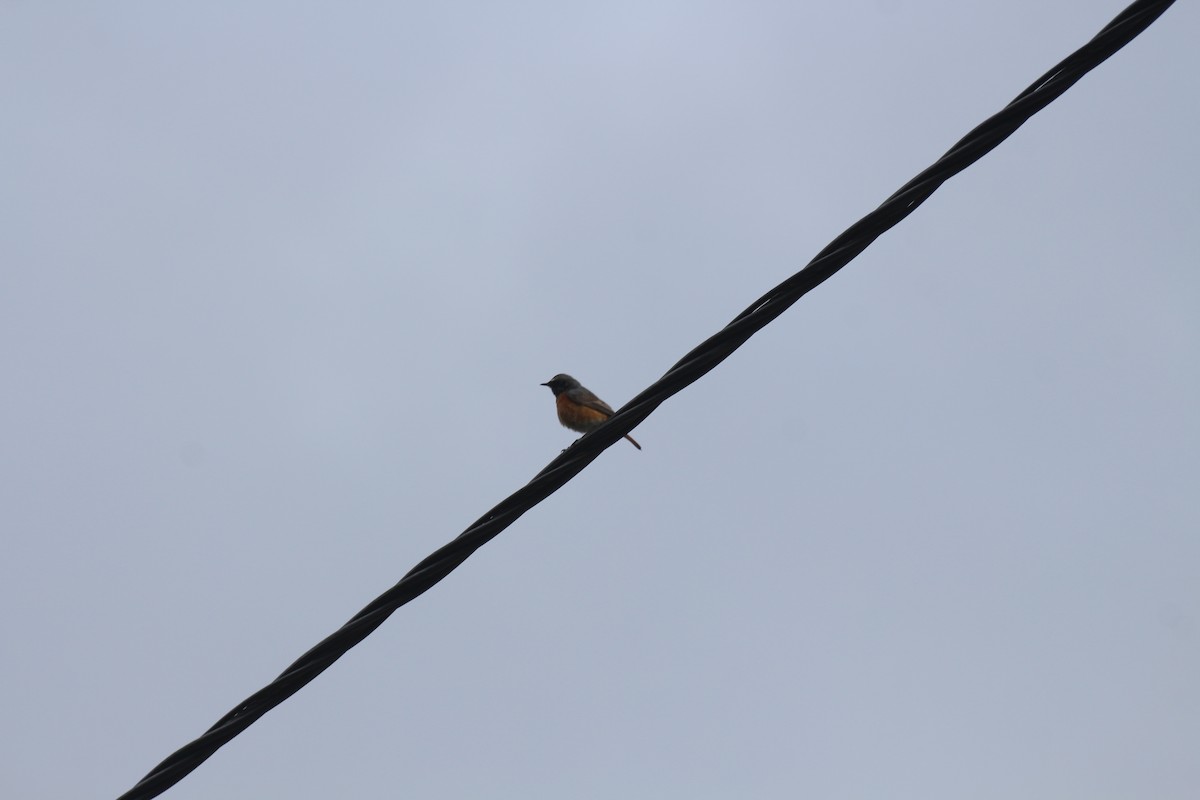 Common Redstart - ML619800744