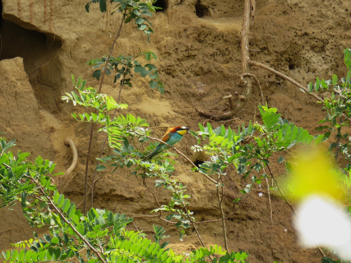 European Bee-eater - ML619800771
