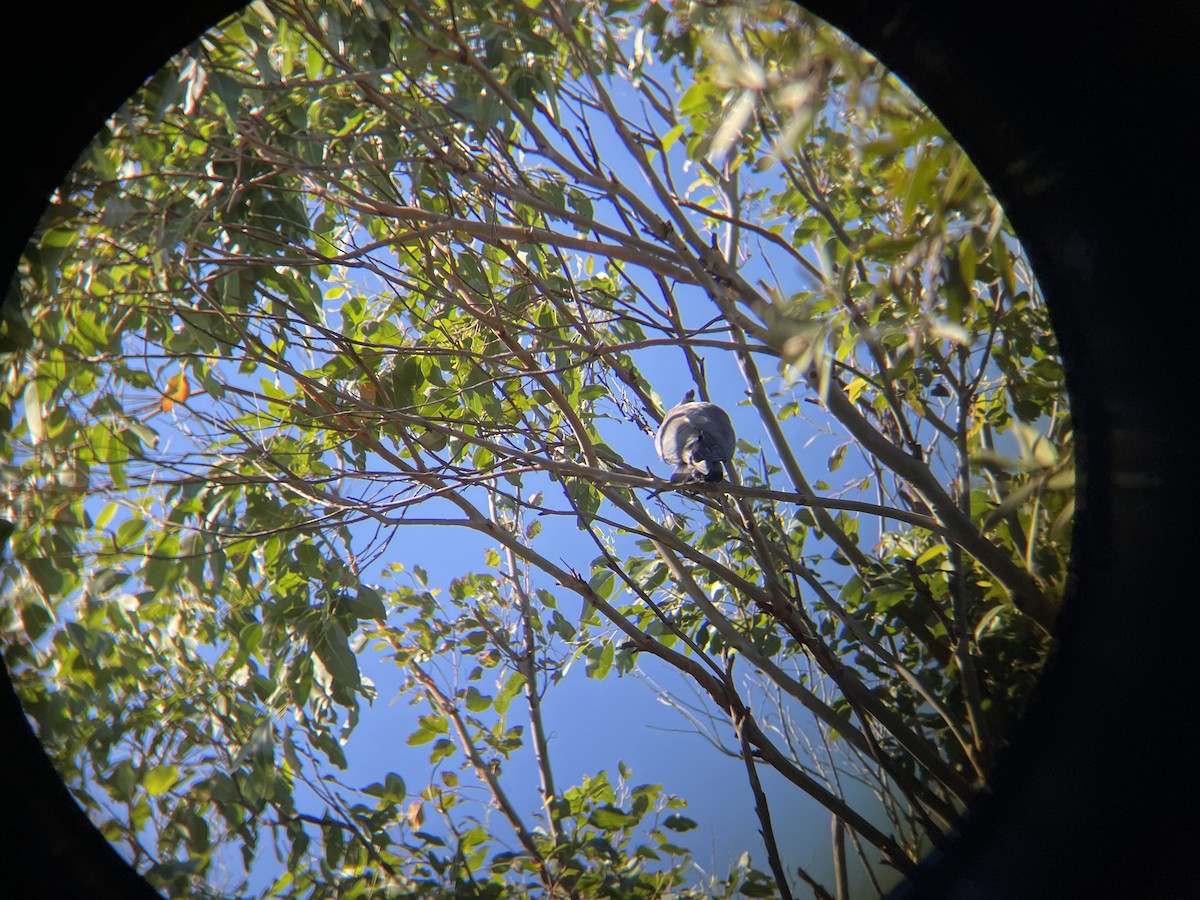 Pacific Baza - ML619800772