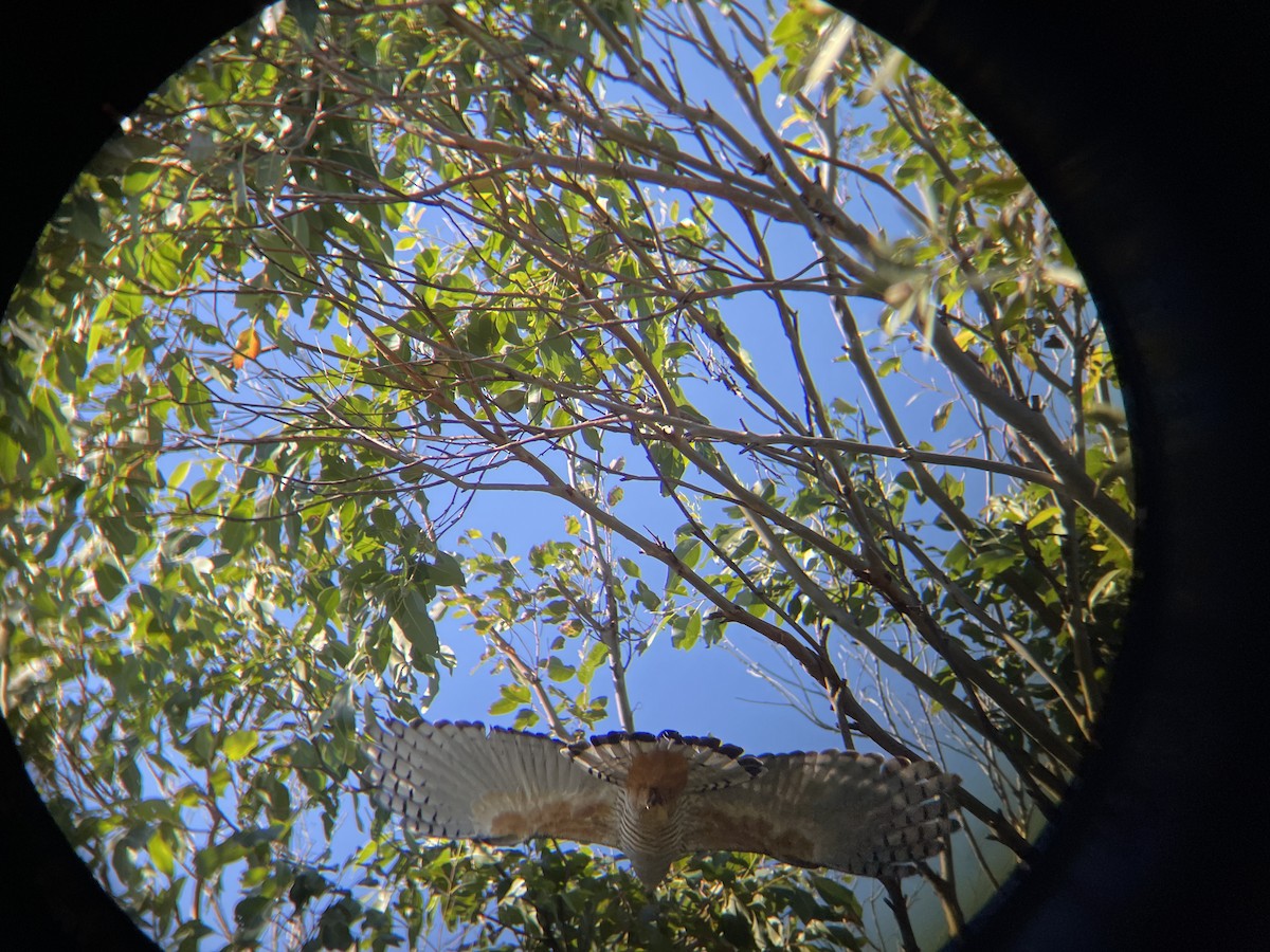 Pacific Baza - ML619800773