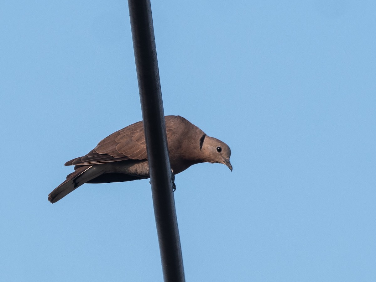 Red Collared-Dove - ML619800777