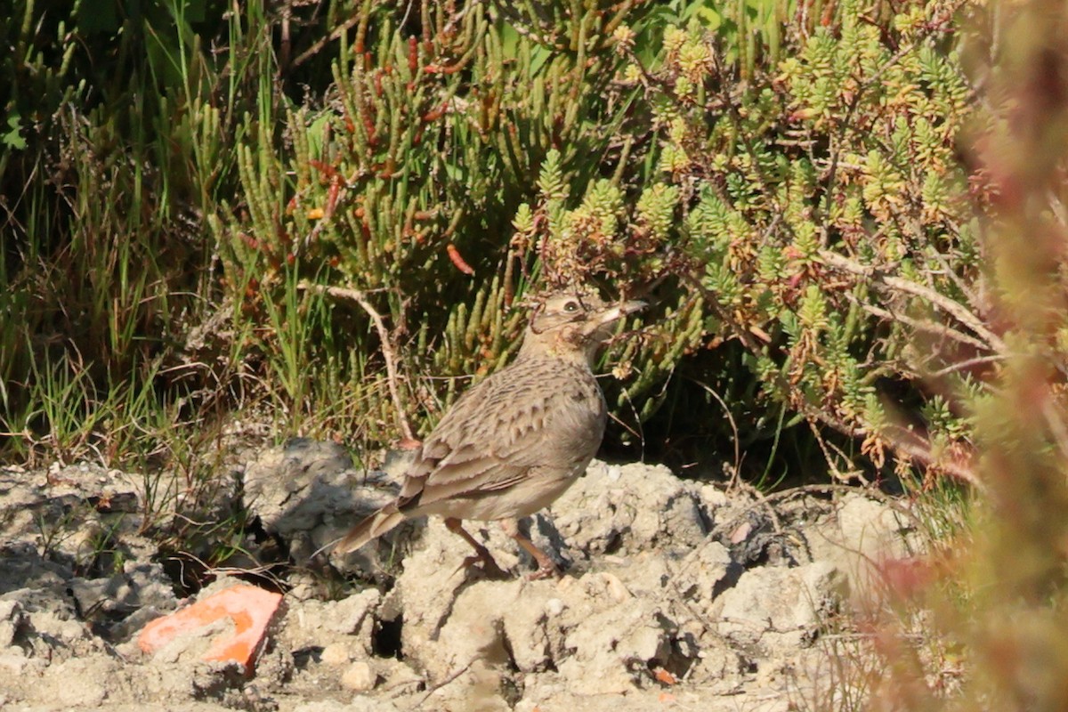 Crested Lark - ML619800800