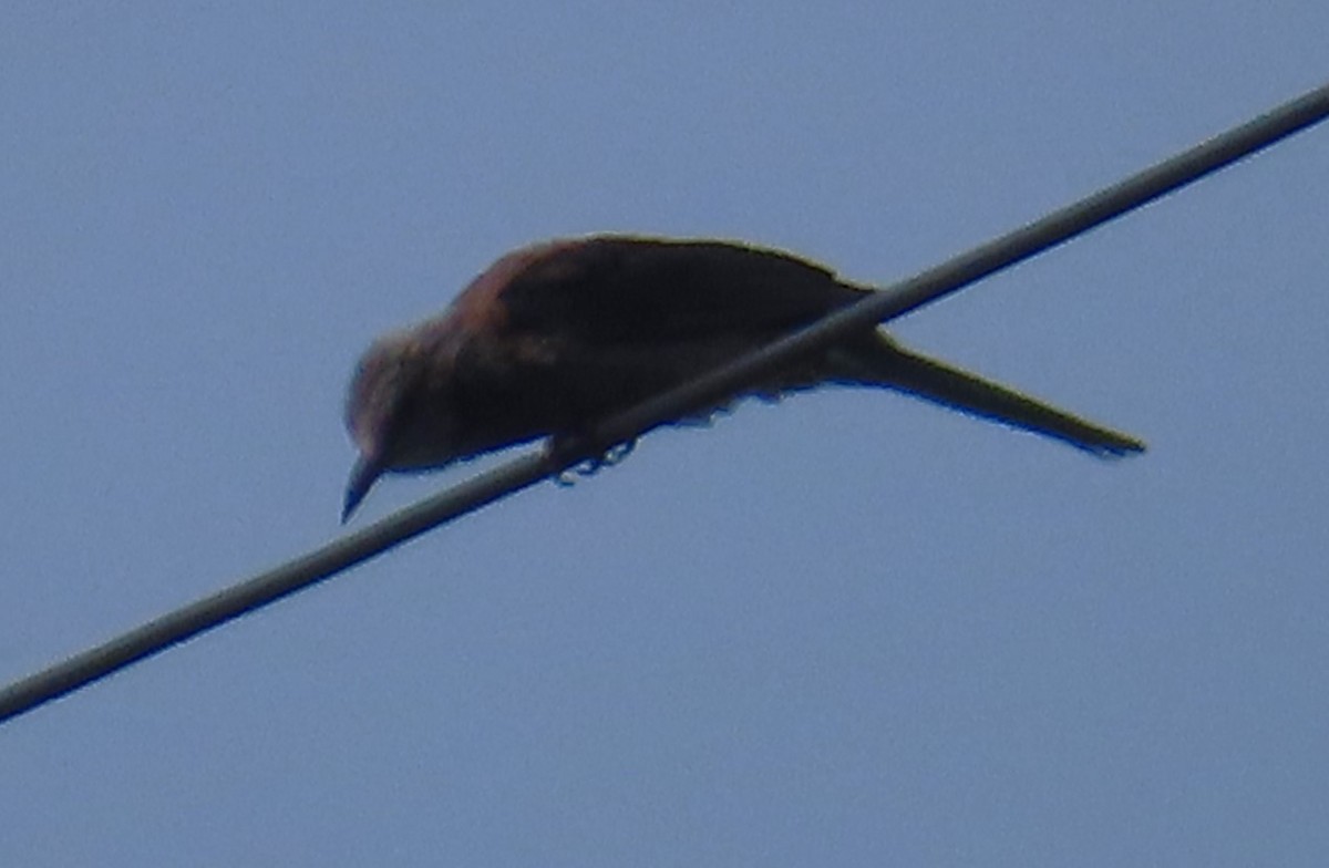 Brown-eared Bulbul - ML619800808