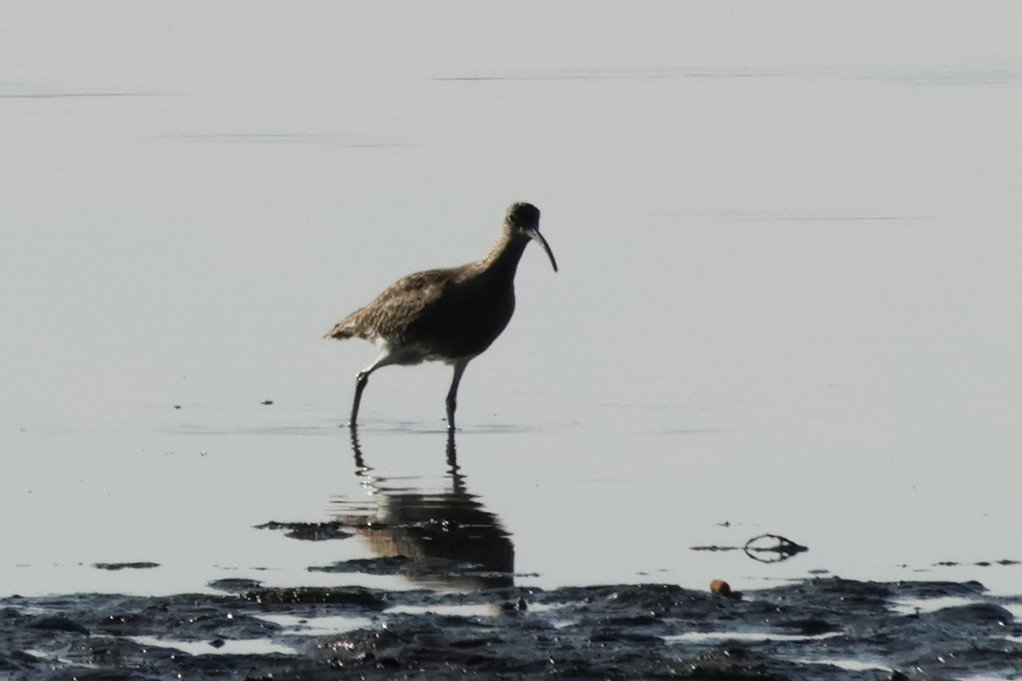 Whimbrel - ML619800809