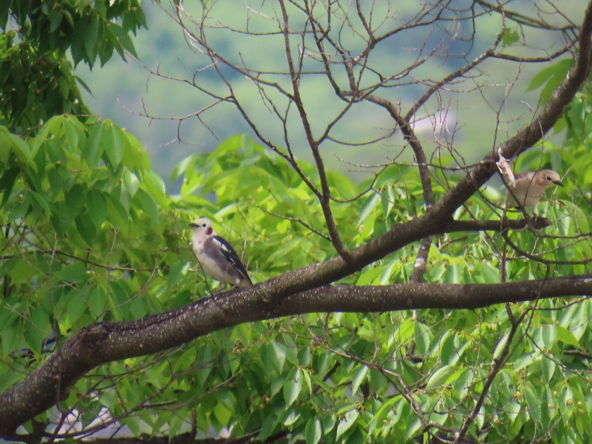 Chestnut-cheeked Starling - ML619800813