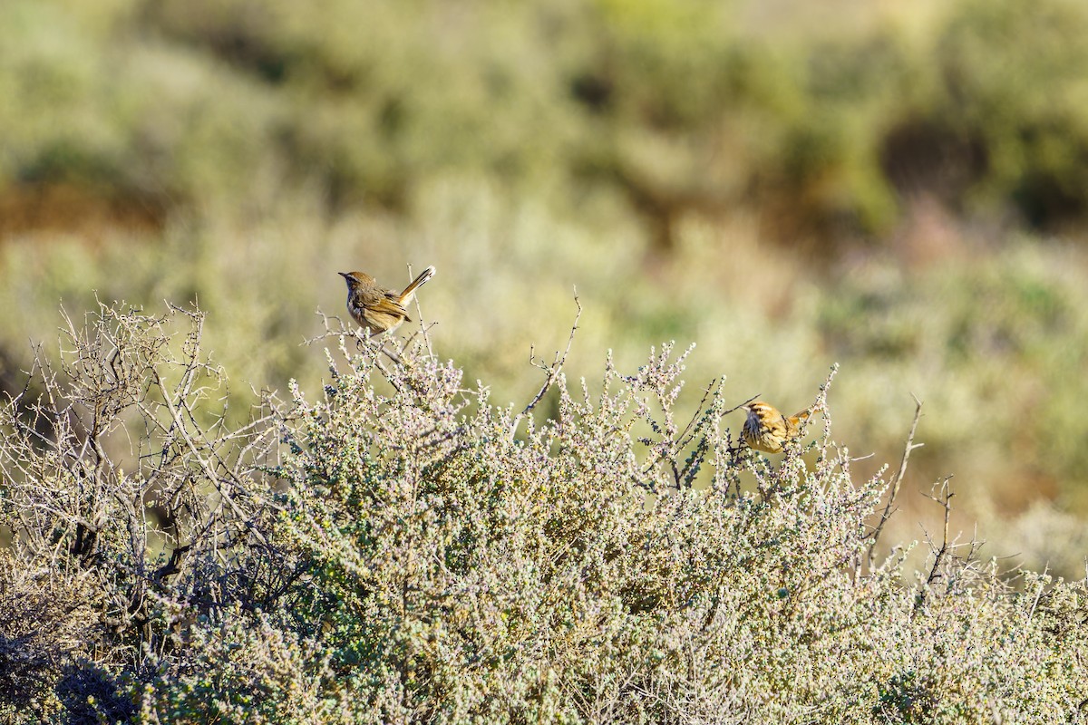 Rufous Fieldwren - ML619800835