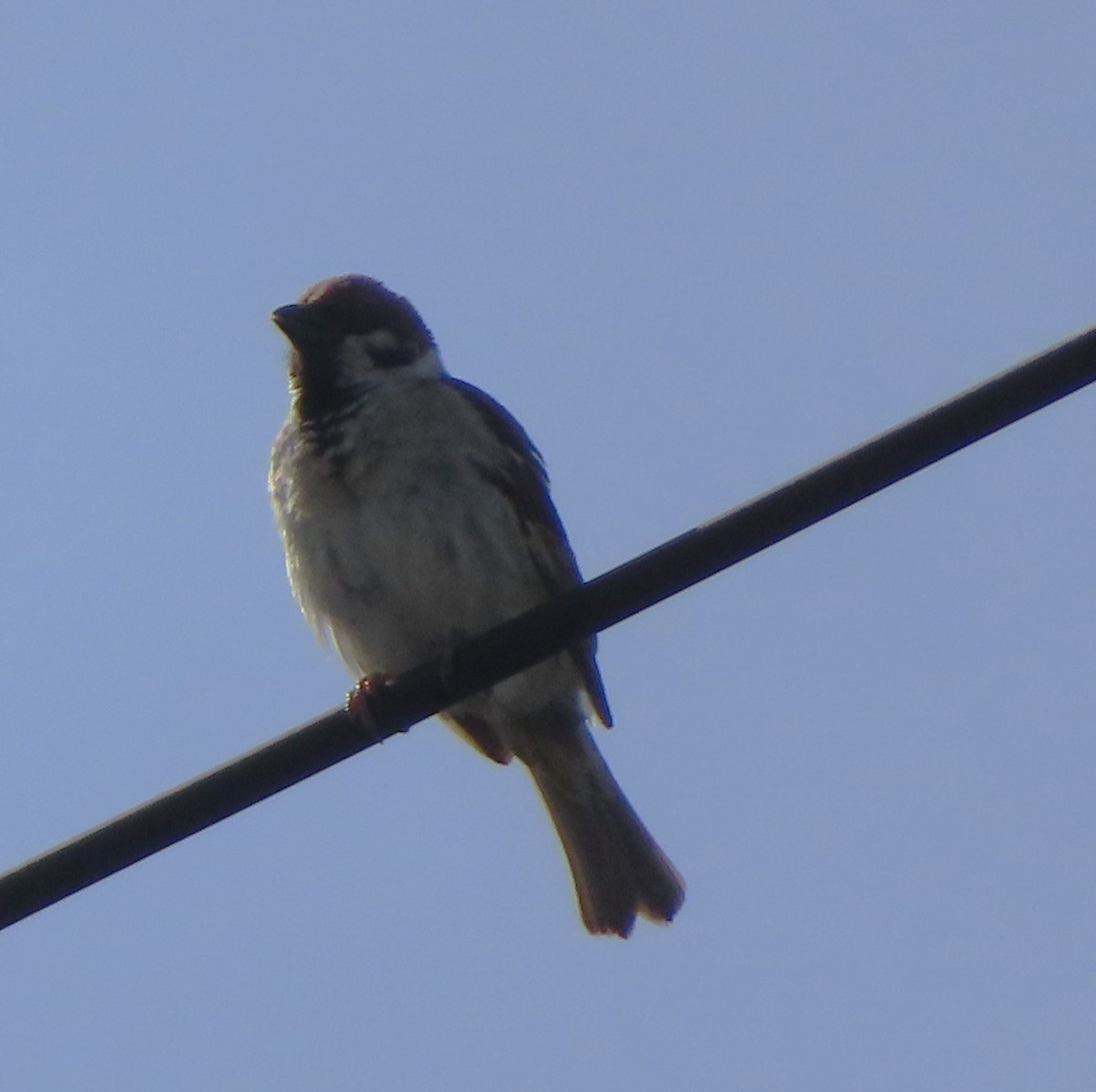 Eurasian Tree Sparrow - ML619800867