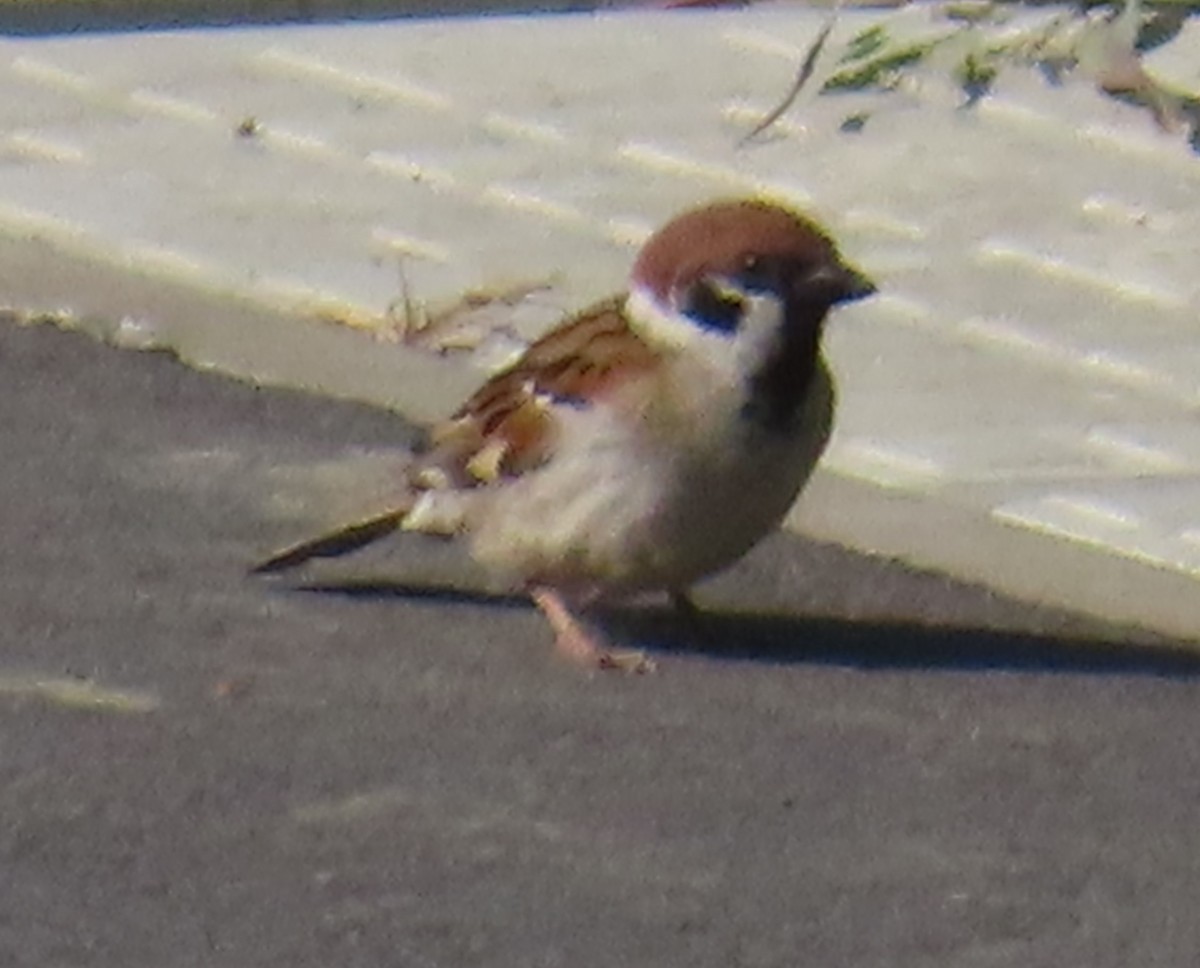 Eurasian Tree Sparrow - ML619800876