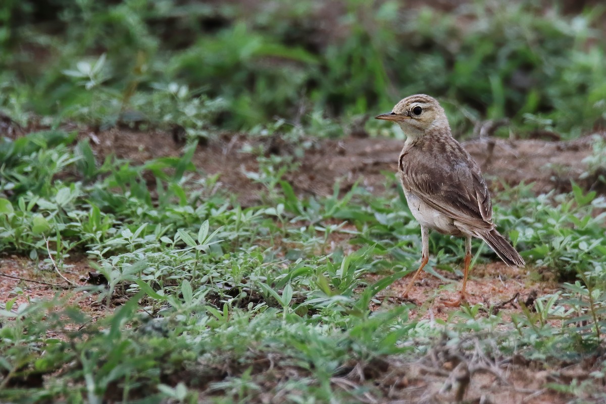 Paddyfield Pipit - ML619800878