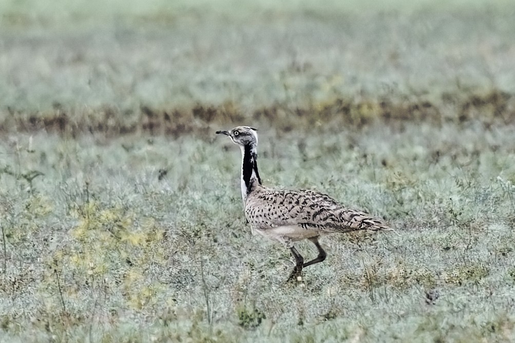 Macqueen's Bustard - ML619800914