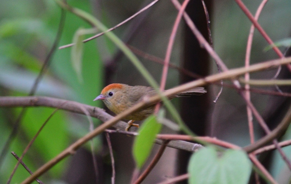 Rotstirn-Buschtimalie (Haringtonbuschtimalie) - ML619800920