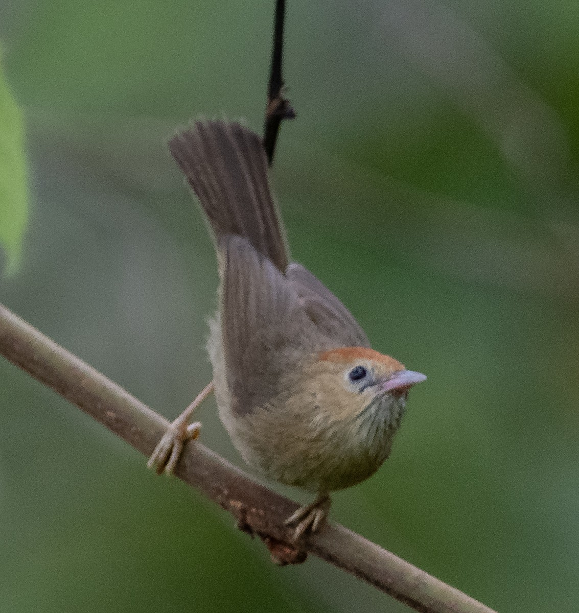 Rotstirn-Buschtimalie (Haringtonbuschtimalie) - ML619800921