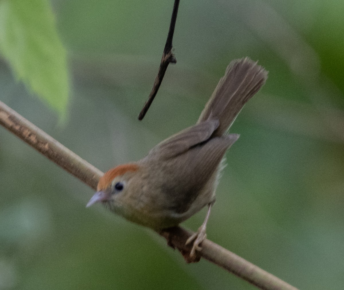 Rufous-fronted Babbler (Buff-chested) - ML619800922
