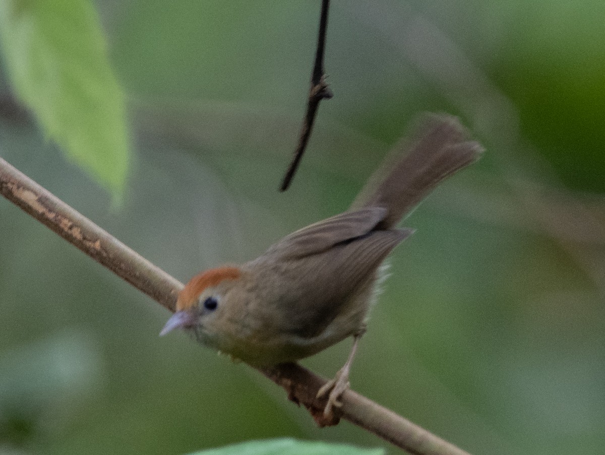 Rufous-fronted Babbler (Buff-chested) - ML619800923