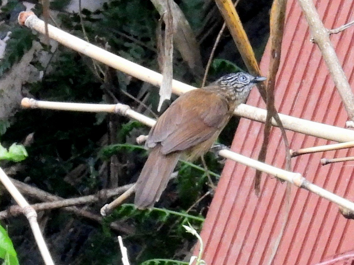 Brown Tit-Babbler - ML619800925