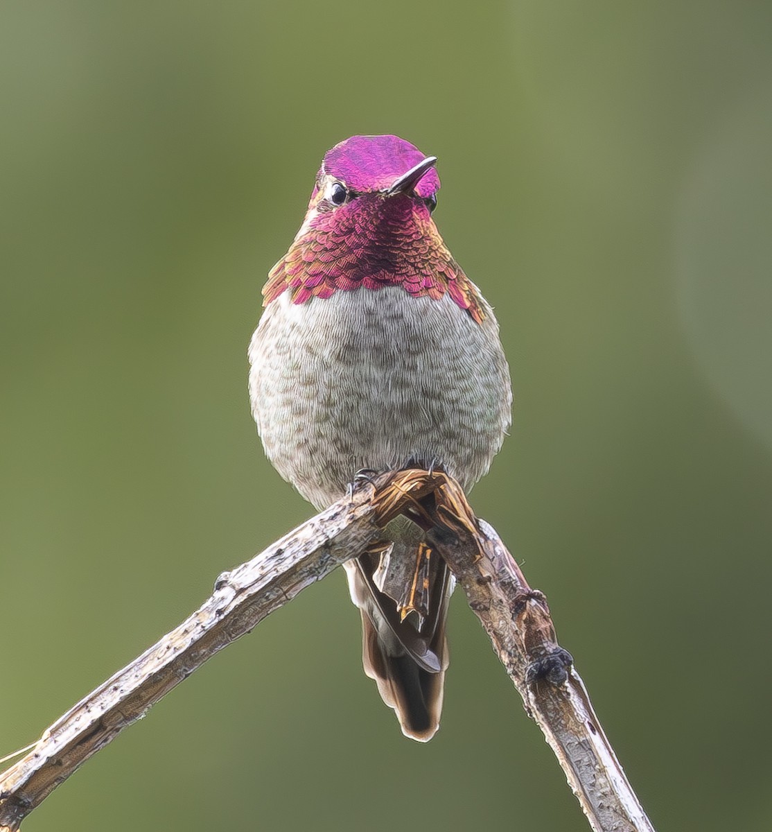 Anna's Hummingbird - ML619800930