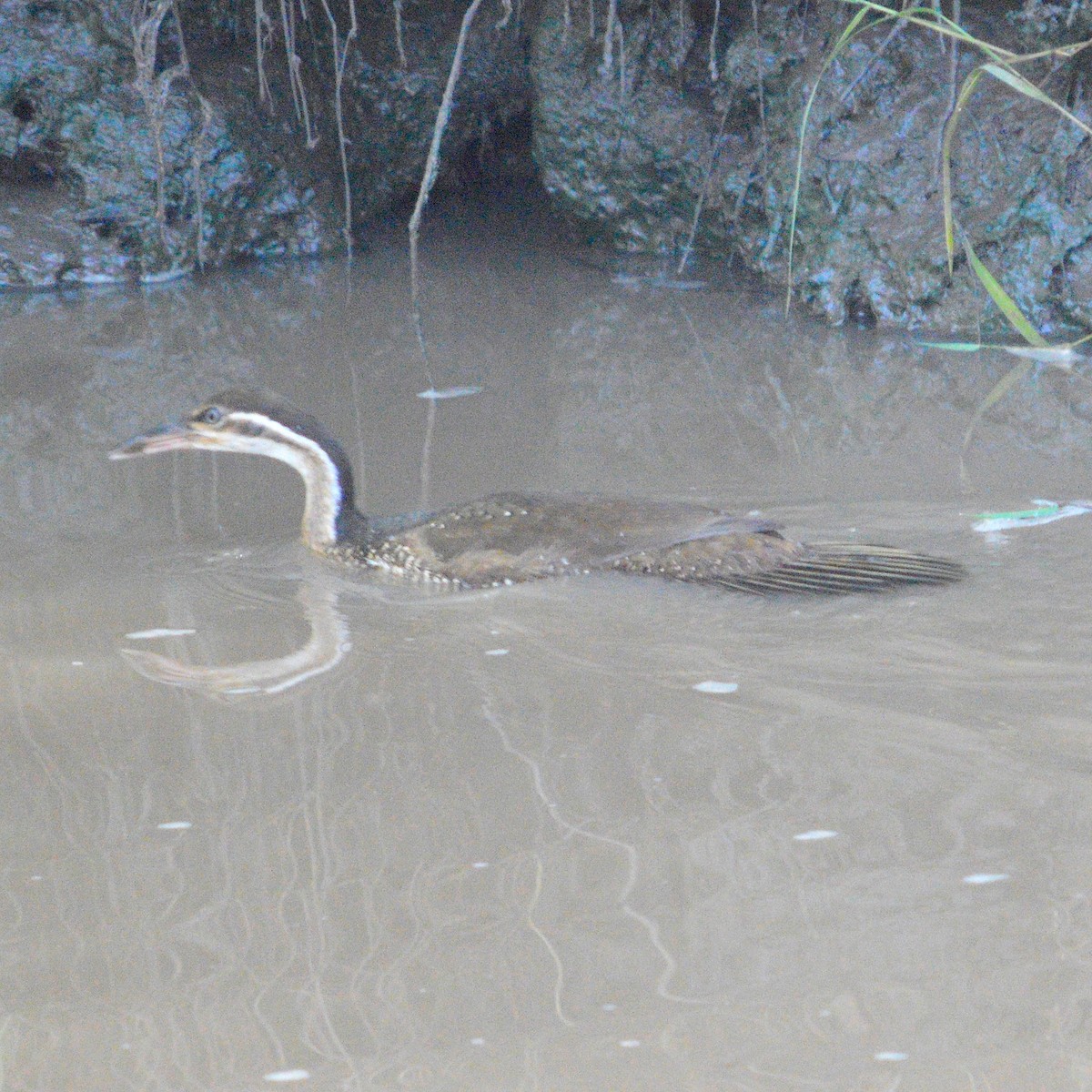 African Finfoot - ML619800934