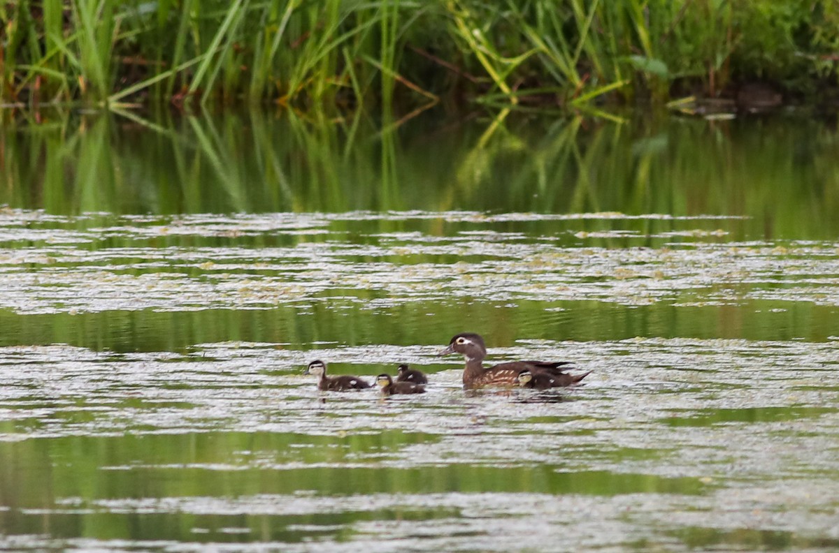 Wood Duck - ML619800936