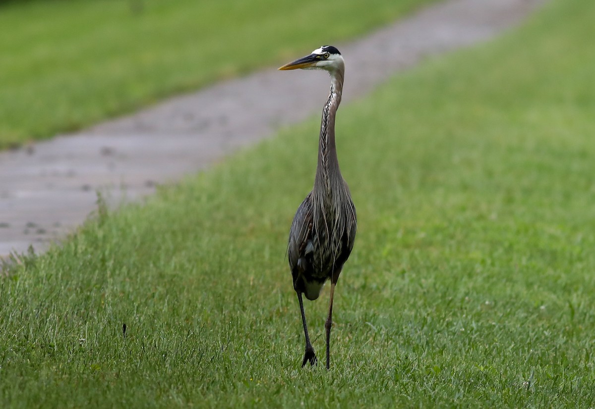 Great Blue Heron - ML619800952