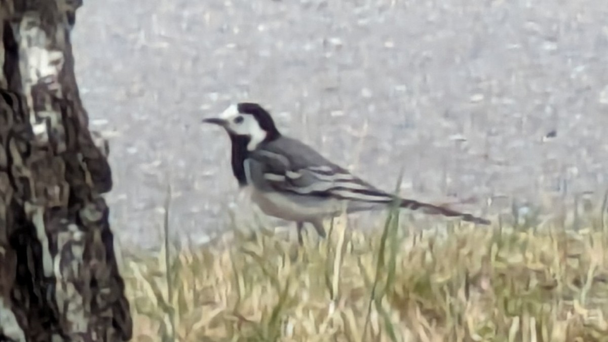 White Wagtail - ML619800967