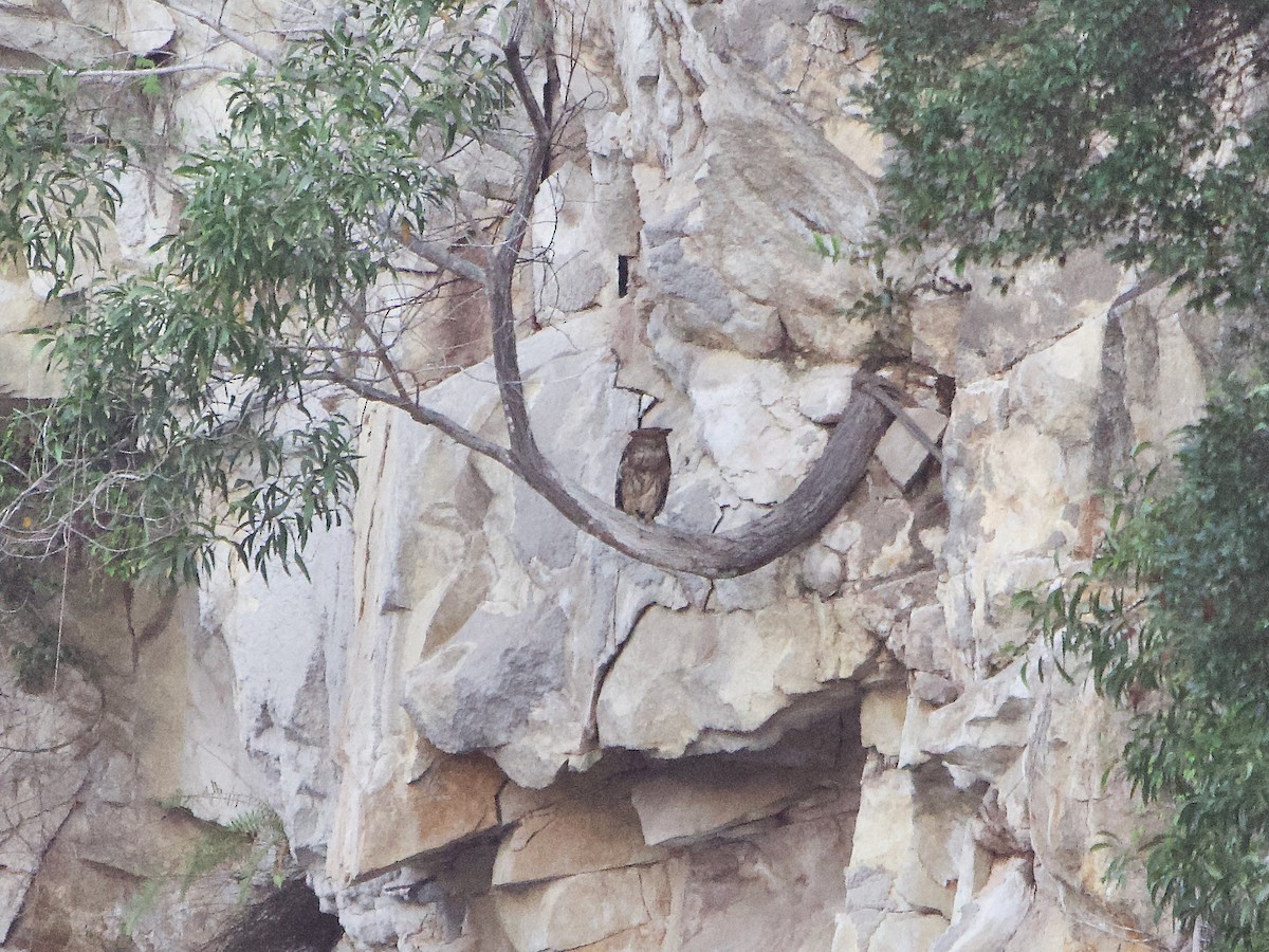 Brown Fish-Owl - ML619800979