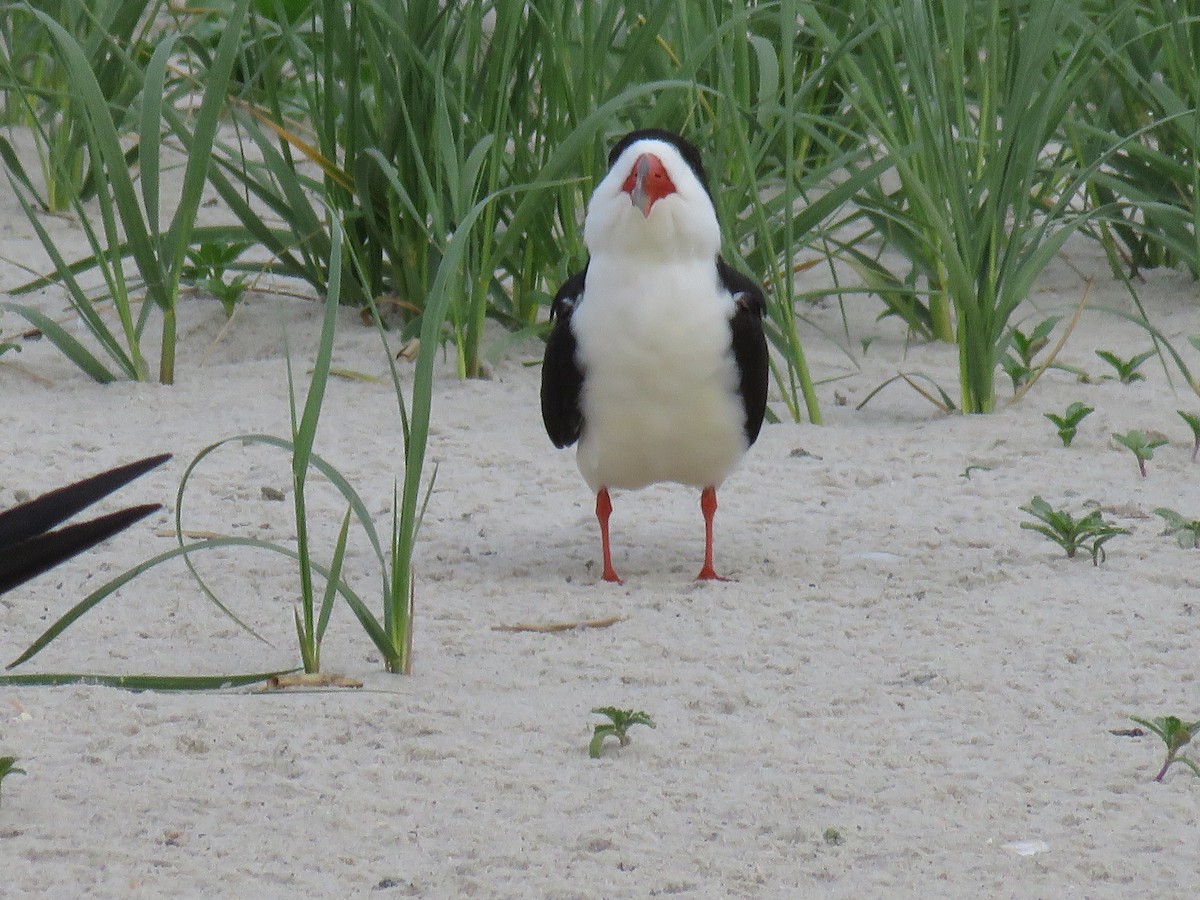 Black Skimmer - ML619800984