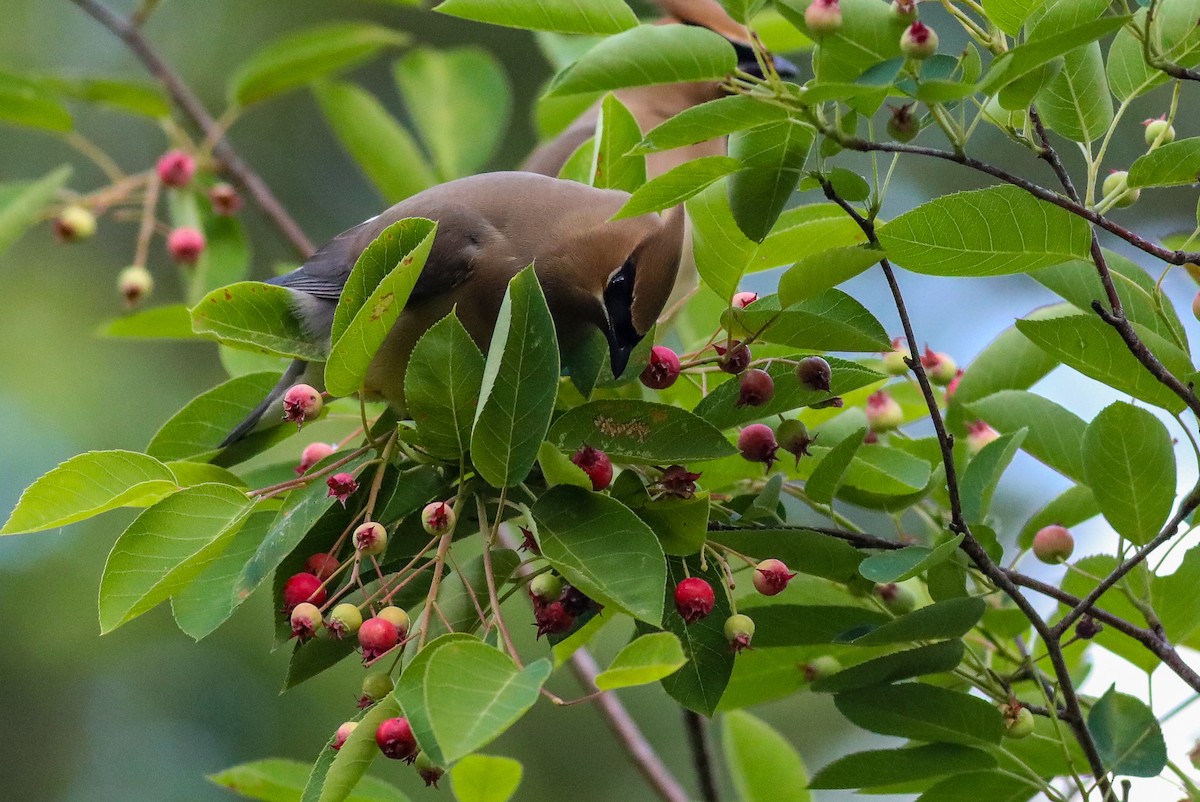 Cedar Waxwing - ML619800989