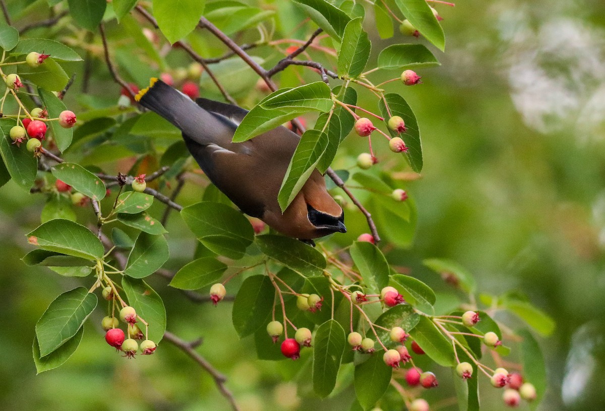 Cedar Waxwing - ML619800992