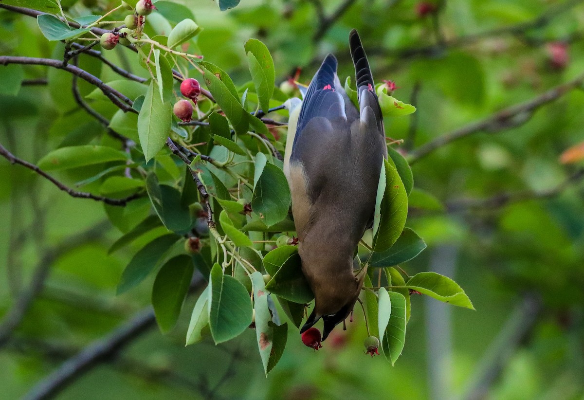 Cedar Waxwing - ML619800994