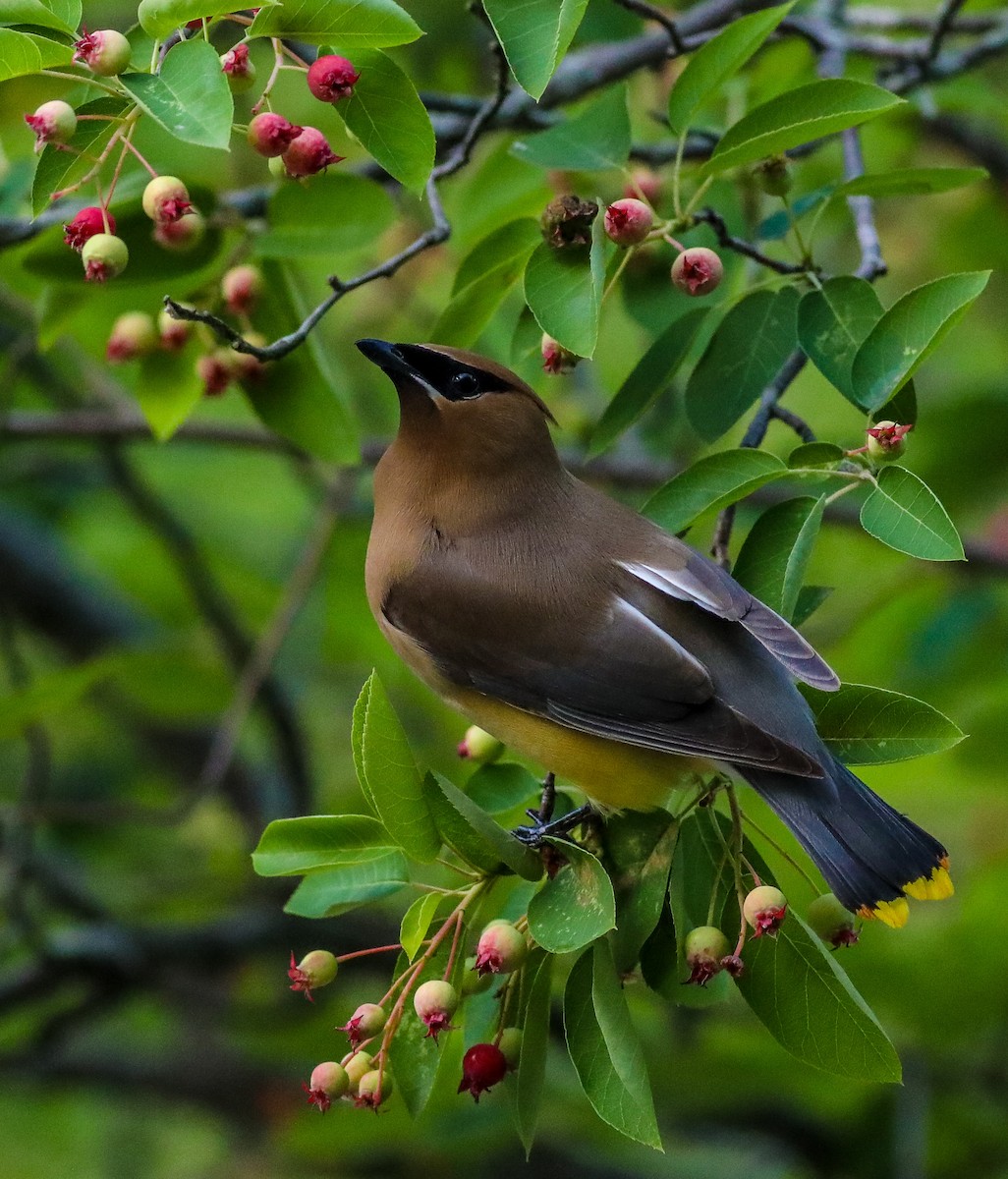 Cedar Waxwing - ML619800997