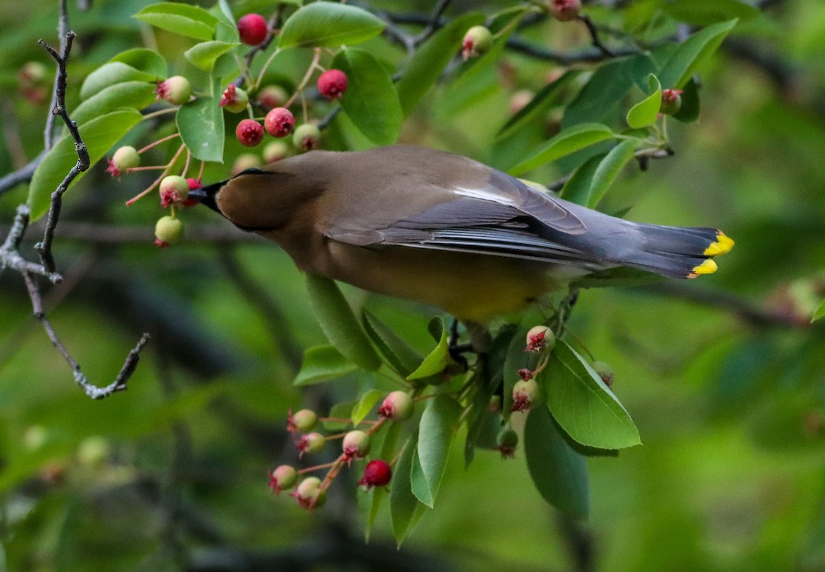 Cedar Waxwing - ML619800998