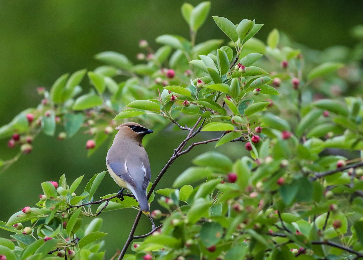 Cedar Waxwing - ML619801000