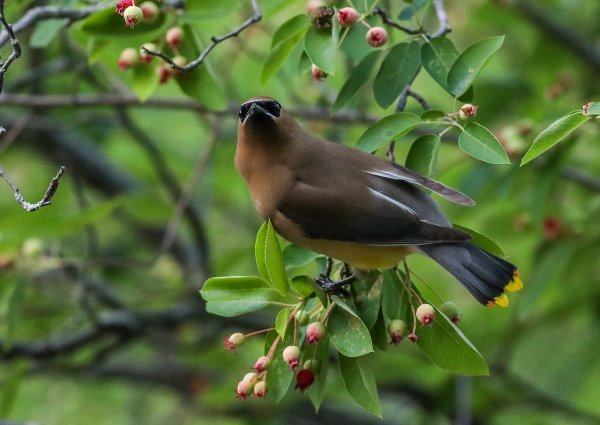 Cedar Waxwing - ML619801001