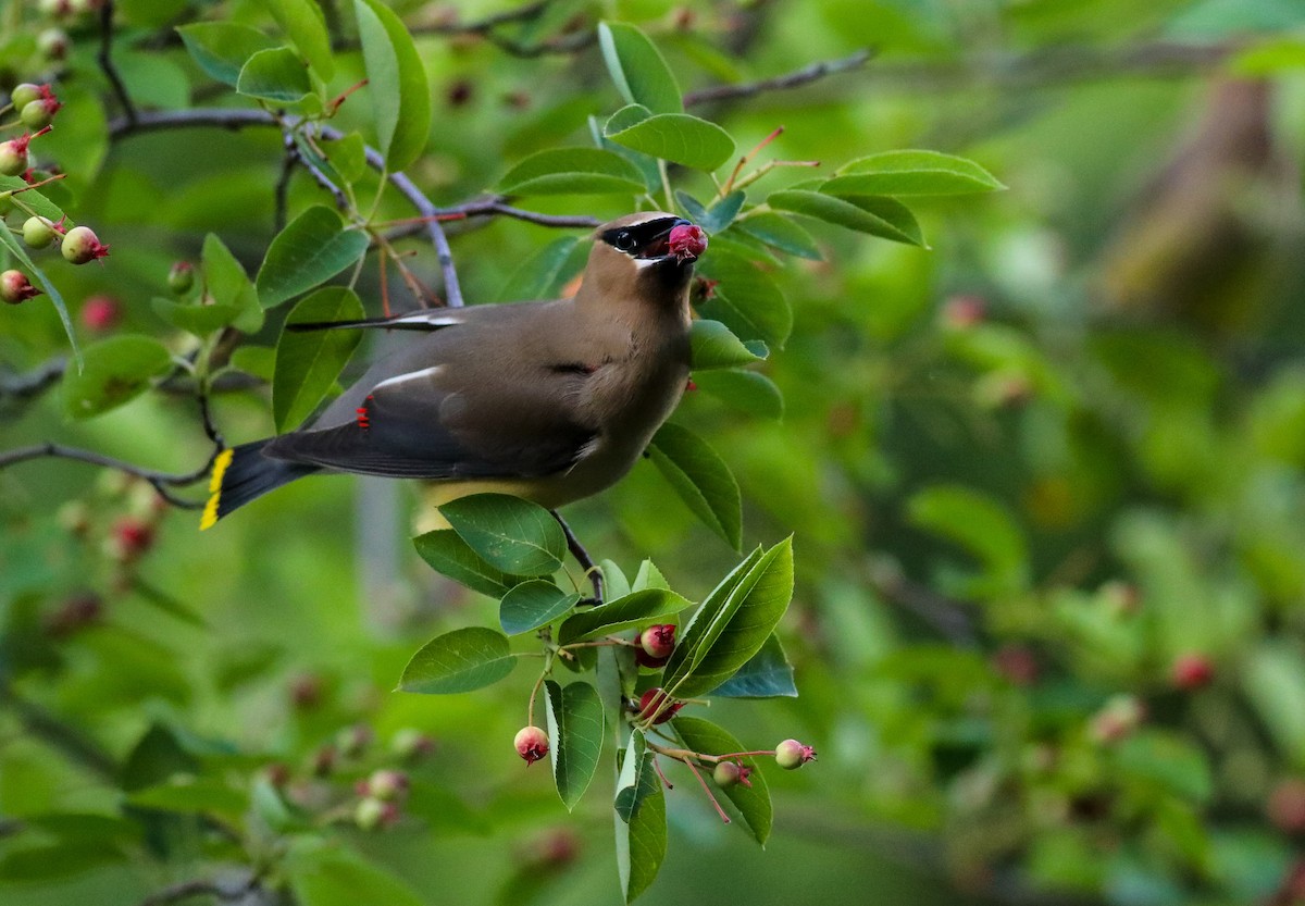 Cedar Waxwing - ML619801003