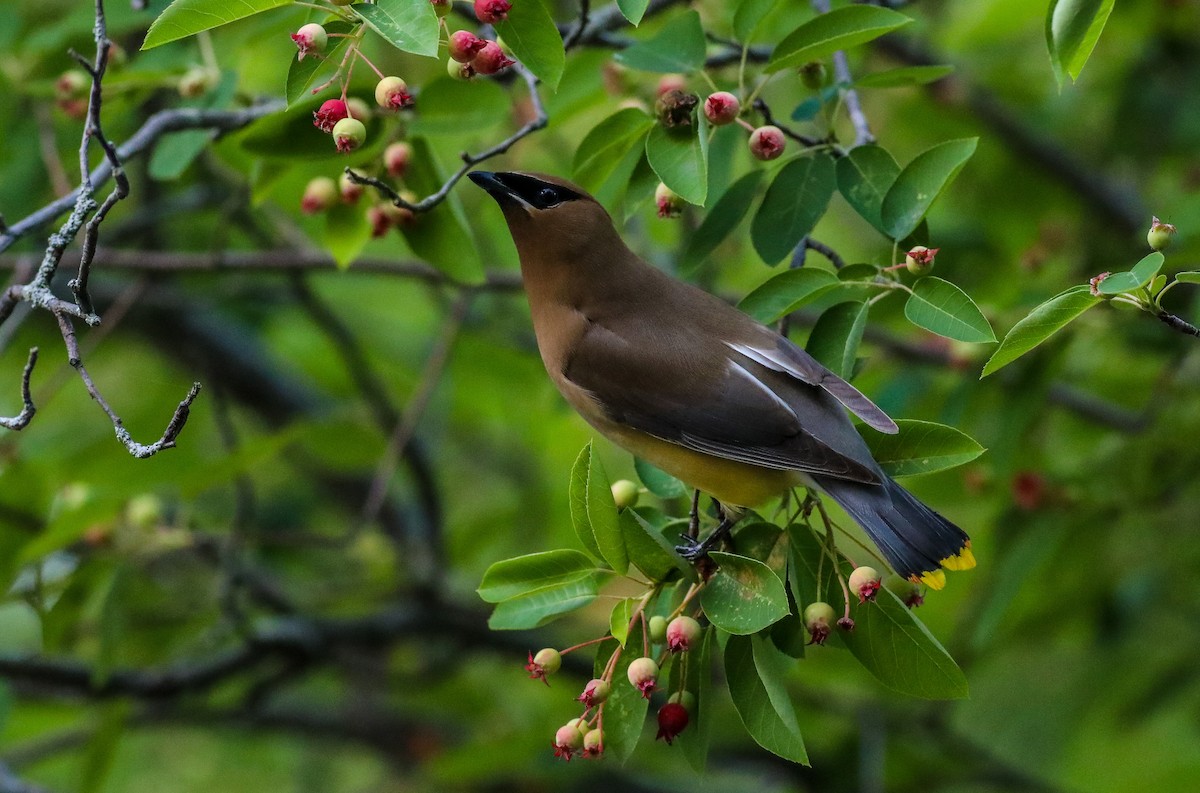 Cedar Waxwing - ML619801004