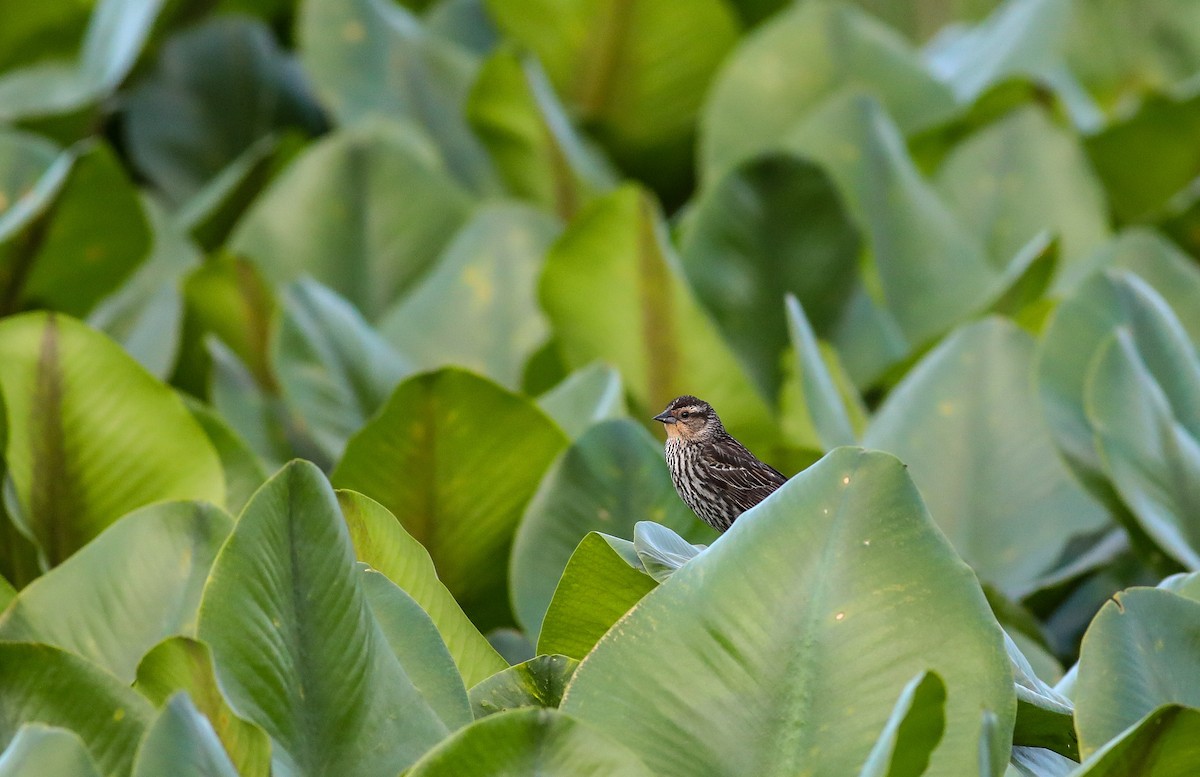 Red-winged Blackbird - ML619801013